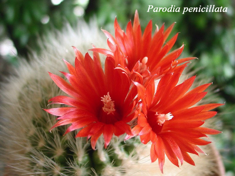 Parodia penicillata 