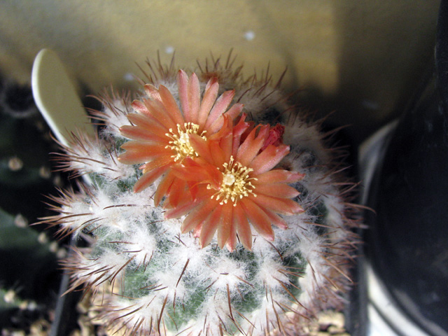 Parodia punae 