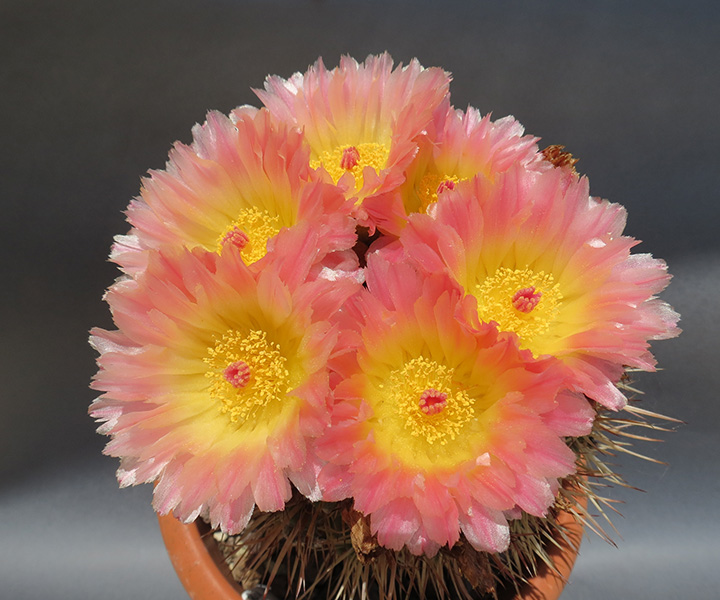 Parodia roseolutea 