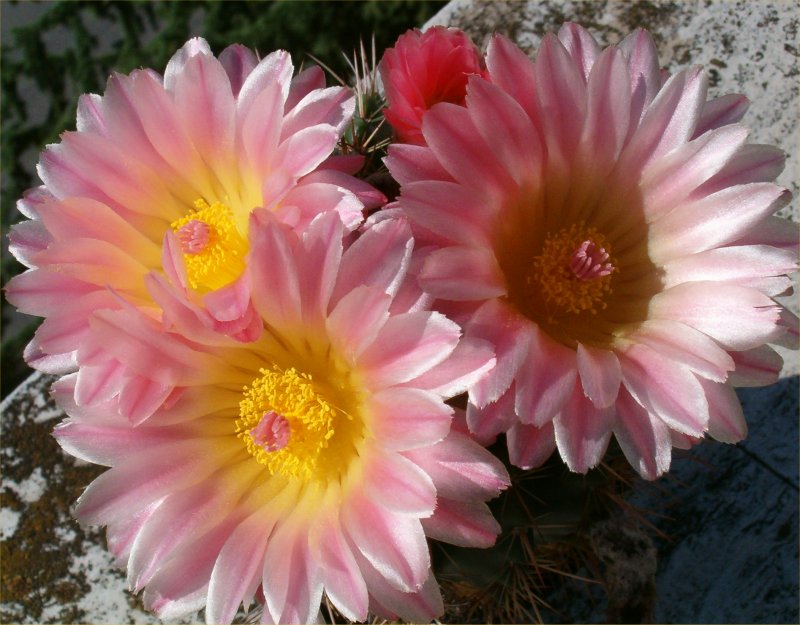 Parodia roseolutea 