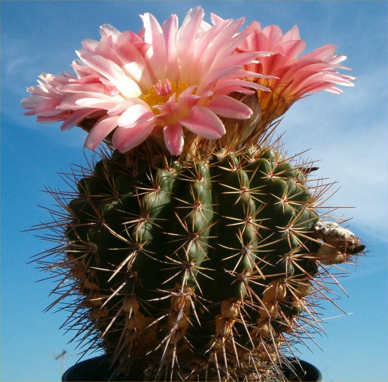 Parodia roseolutea 