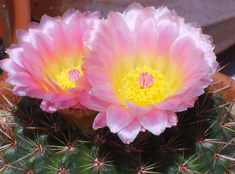 Parodia roseolutea 