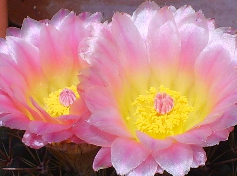Parodia roseolutea 