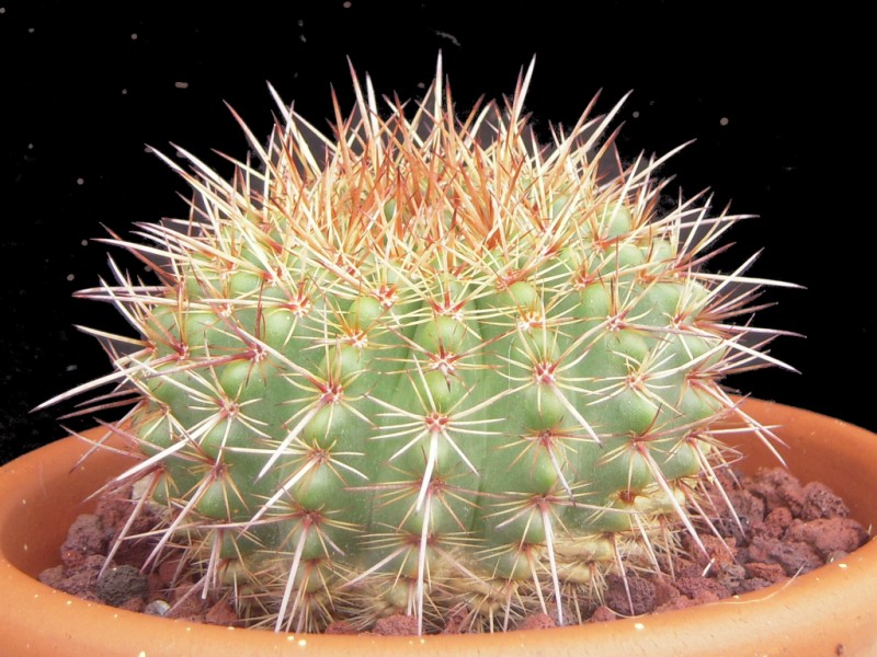 Parodia roseolutea 