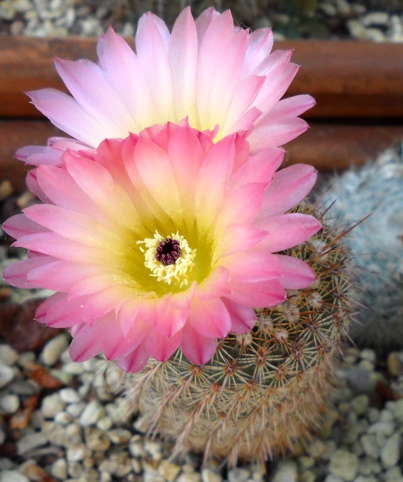 parodia rutilans