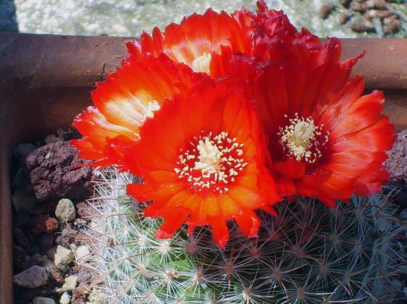 Parodia sanguiniflora 