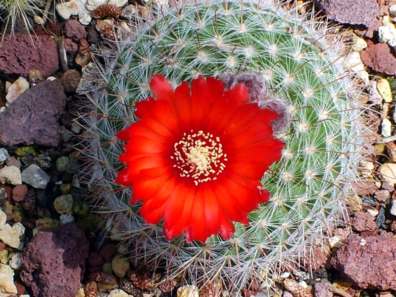 Parodia sanguiniflora 