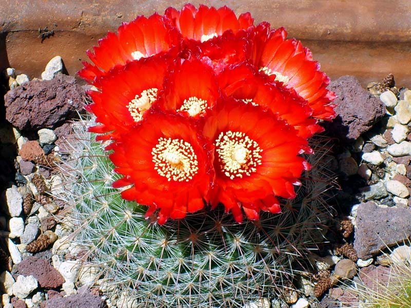 Parodia sanguiniflora 