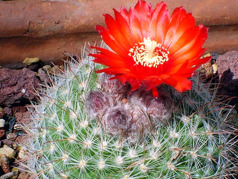 Parodia sanguiniflora 