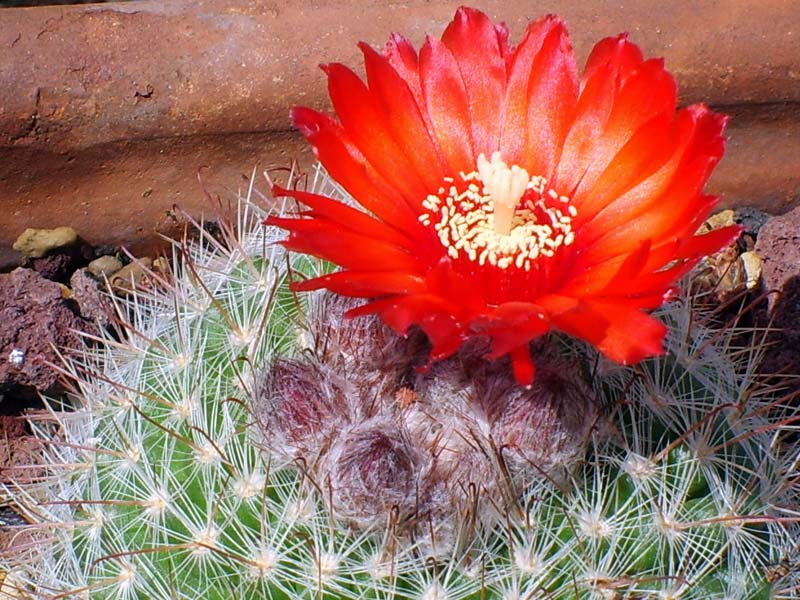 Parodia sanguiniflora 