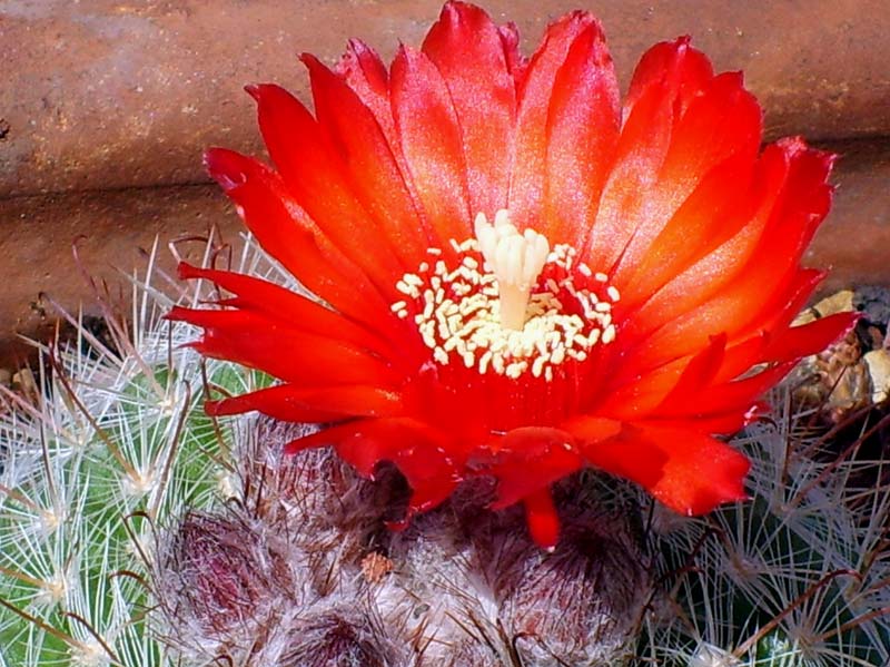 Parodia sanguiniflora 