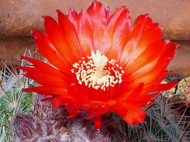 Parodia sanguiniflora 