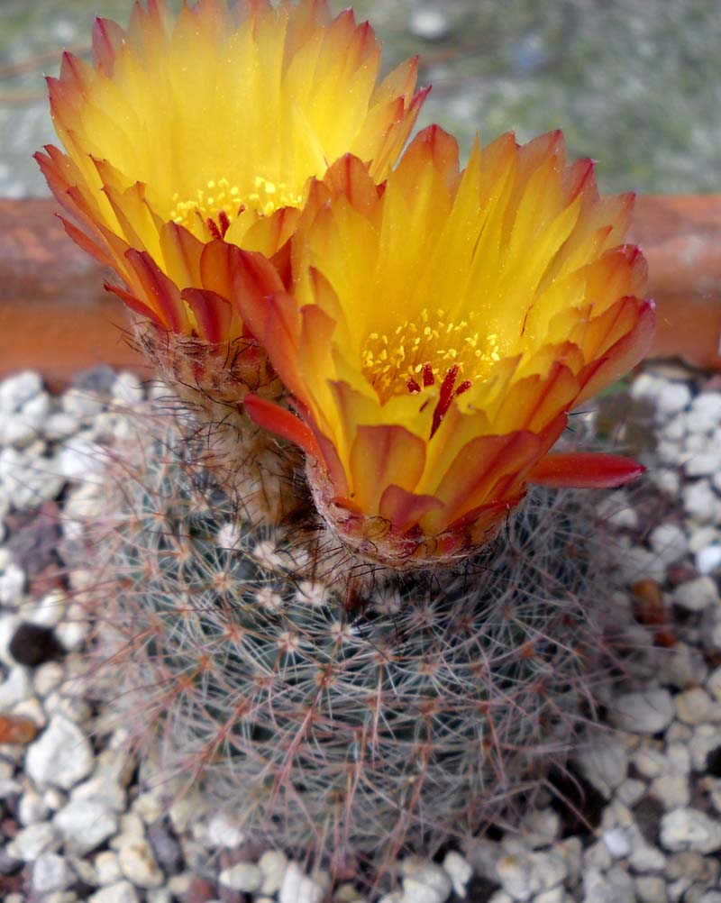 Parodia schlosseri 