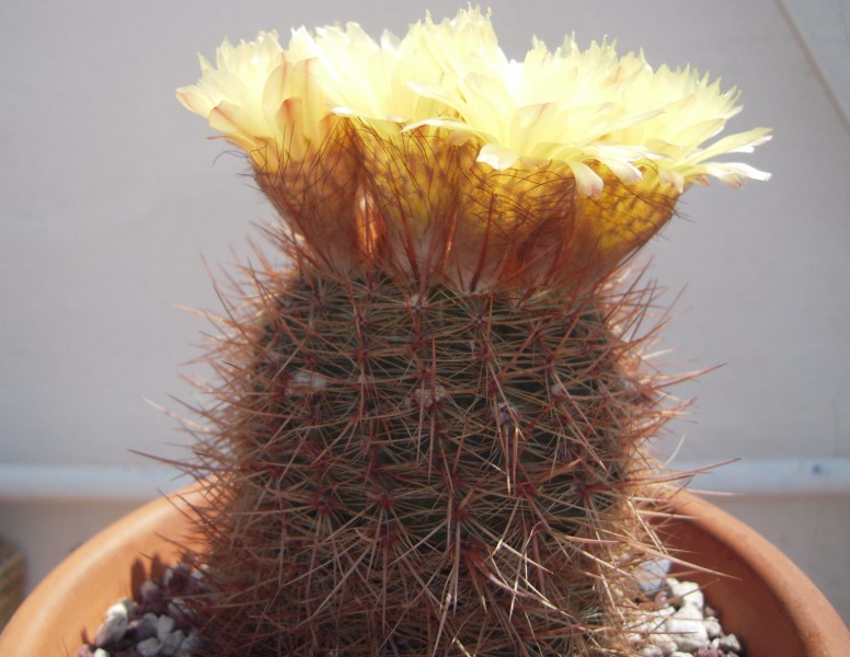 Parodia schlosseri 