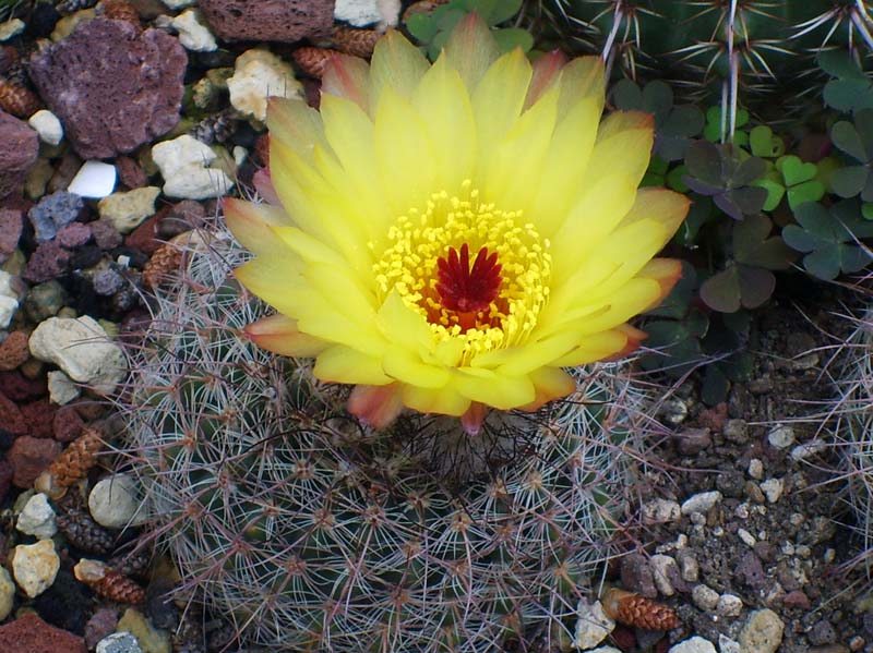 Parodia schlosseri 