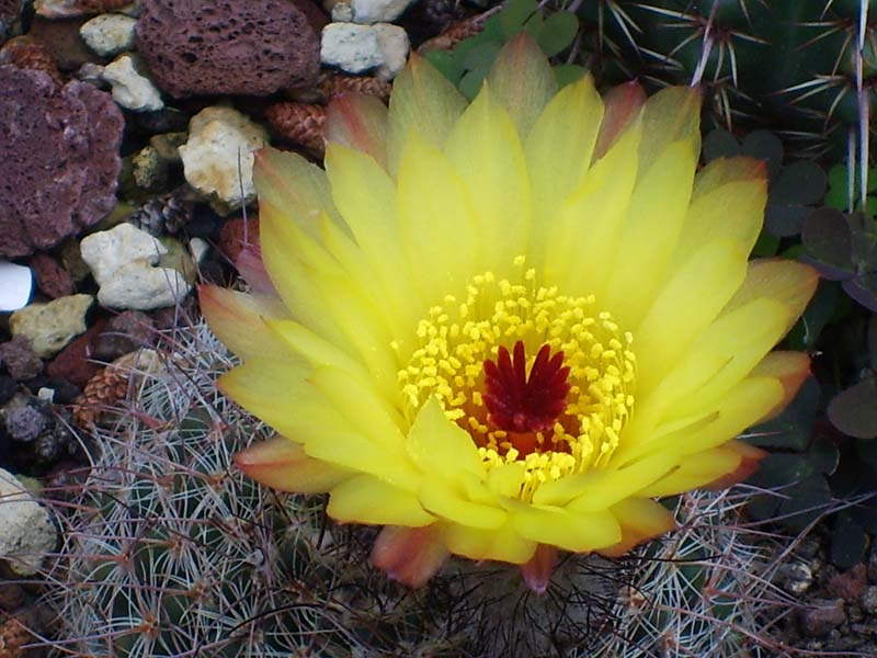 Parodia schlosseri 