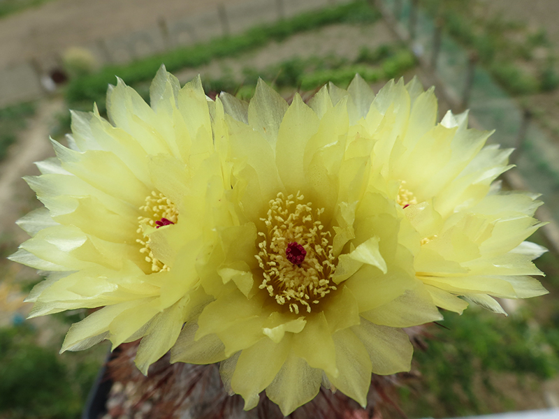 Parodia scopa 