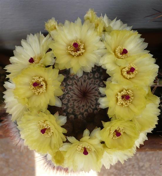 Notocactus scopa 