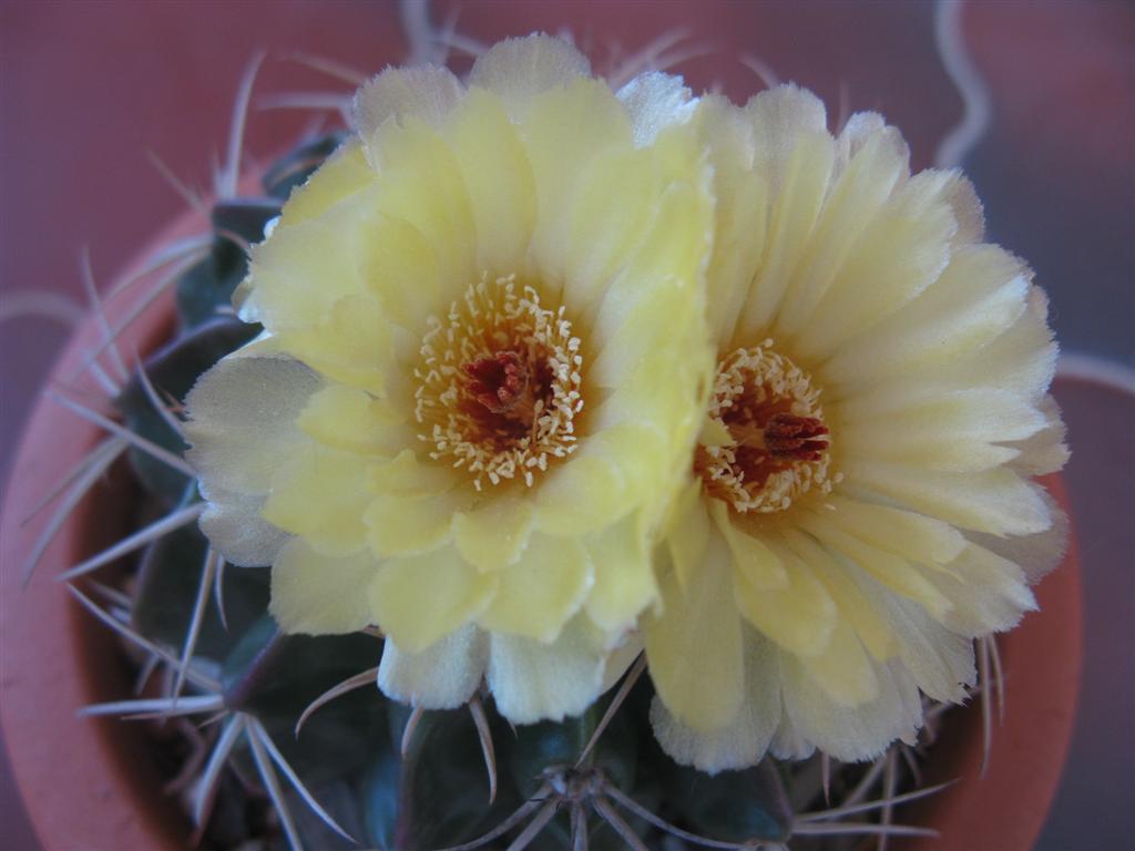 Parodia sellowii 