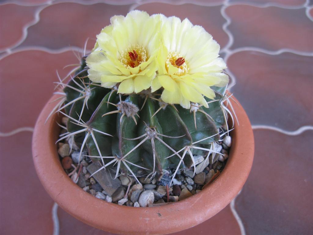 Parodia sellowii 