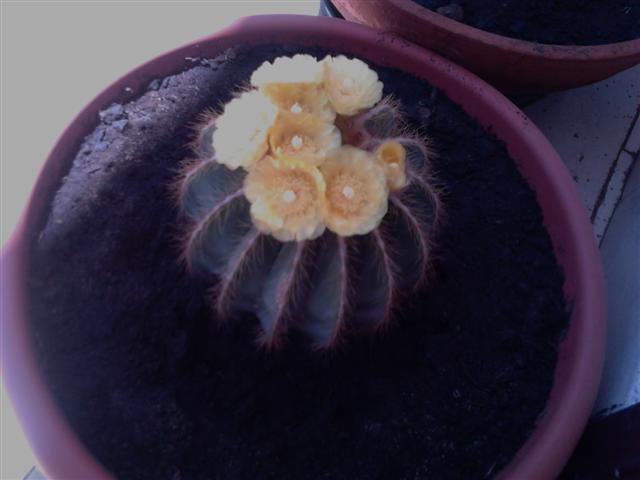 Parodia magnifica 