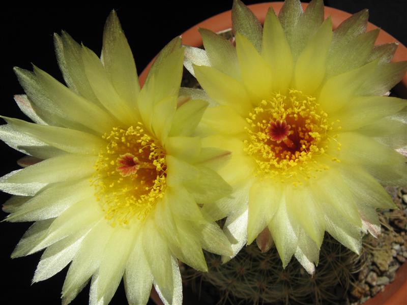 Notocactus concinnus v. apricus 