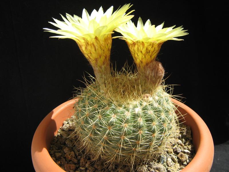 Notocactus concinnus v. apricus 