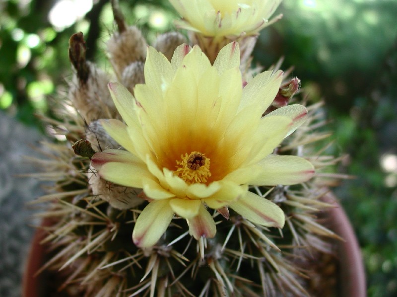 Parodia submammulosa 