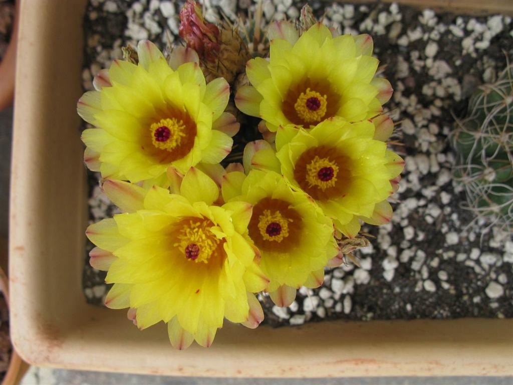 Parodia submammulosa 