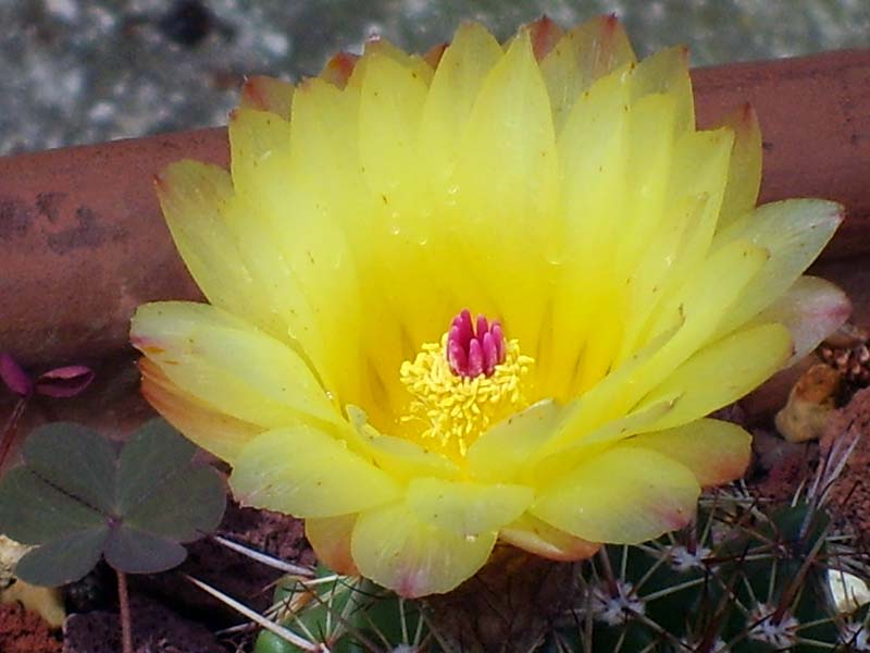 Parodia submammulosa 