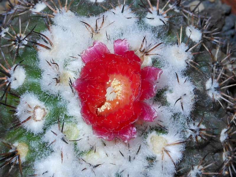 Parodia subterranea 