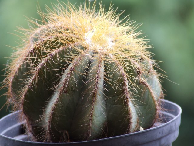 Parodia warasii 