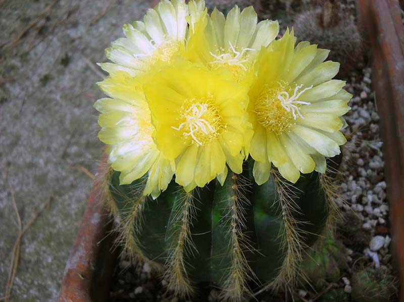 Parodia warasii 