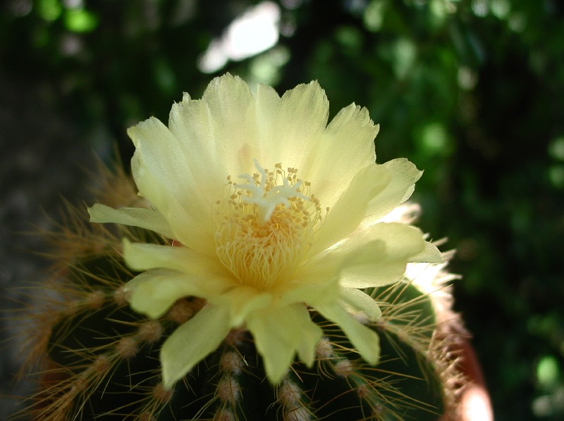 Parodia warasii 