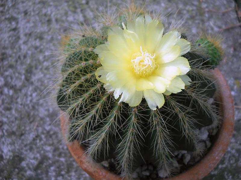 Parodia warasii 