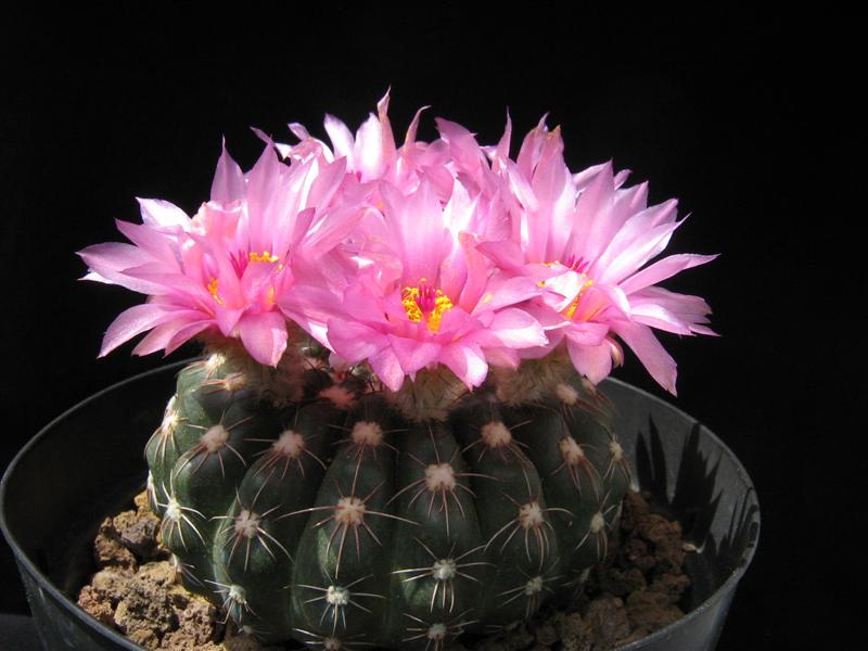 Parodia werneri 