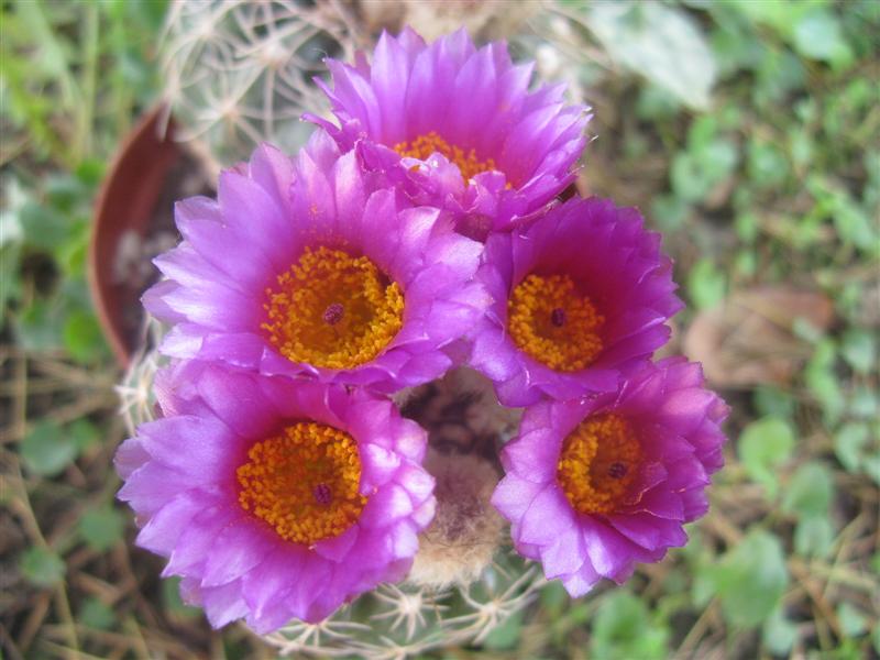 Parodia werneri 