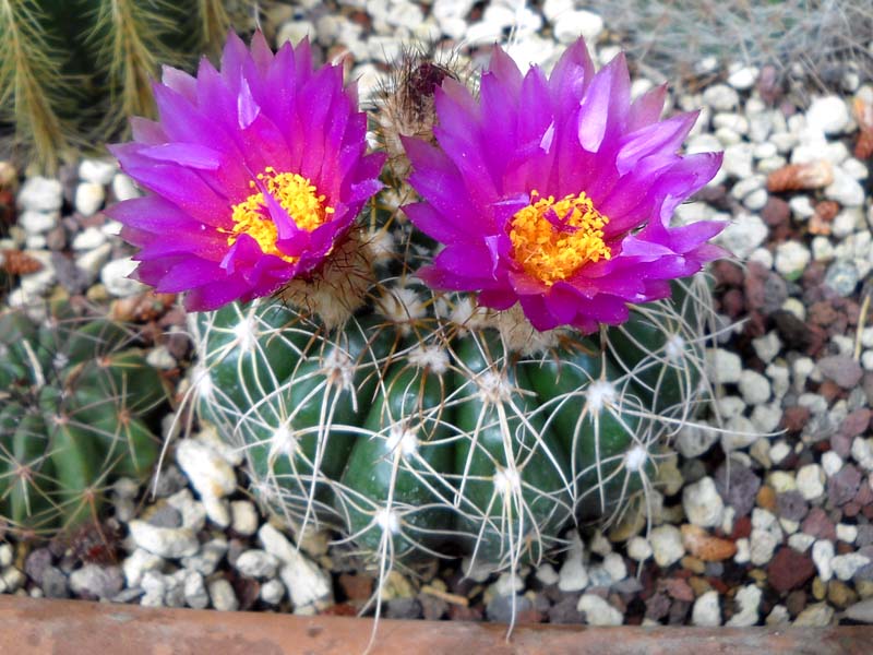 Parodia werneri 