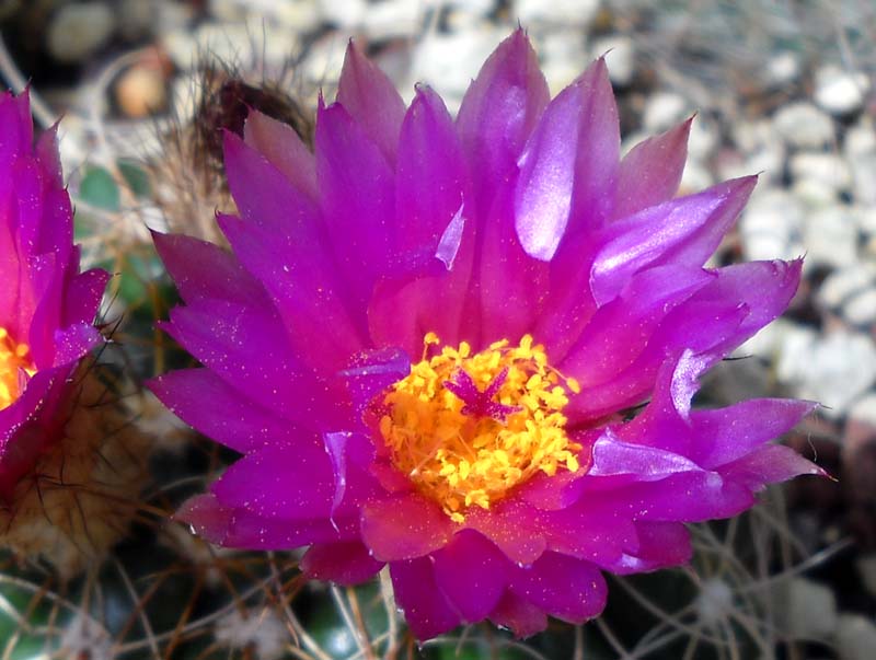 Parodia werneri 