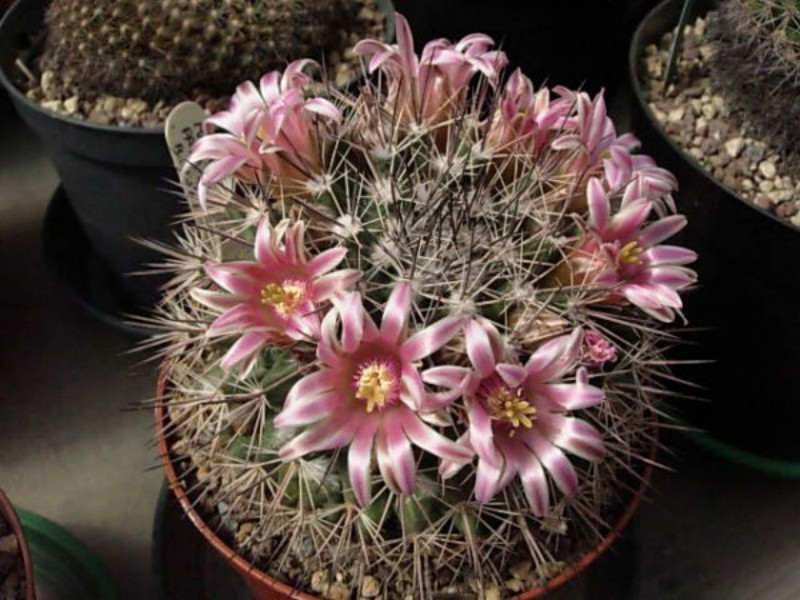 Mammillaria parrasensis 