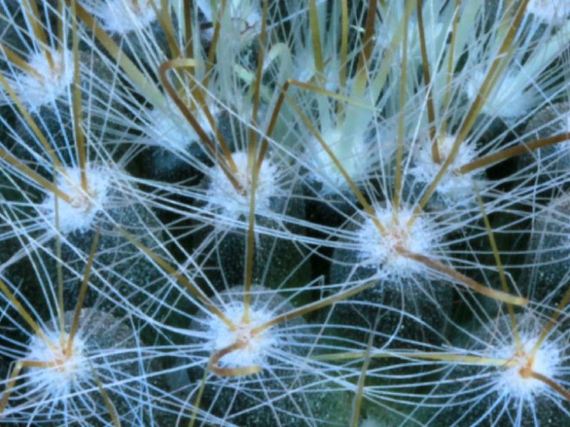 Mammillaria aurihamata 