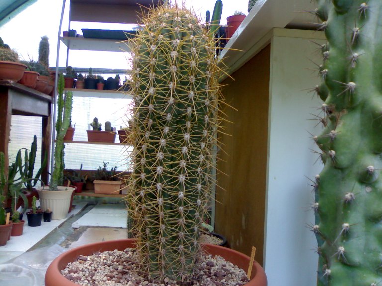 Trichocereus pasacana 