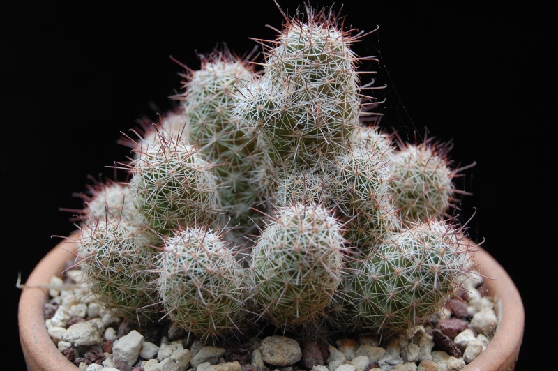 Mammillaria mazatlanensis ssp. patonii 