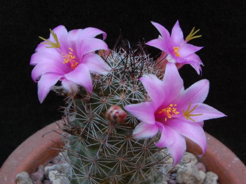 Mammillaria mazatlanensis ssp. patonii 