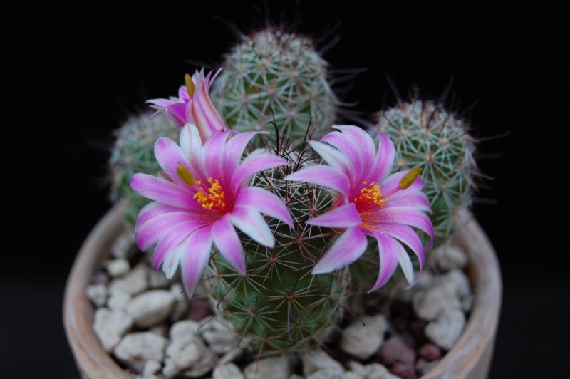 Mammillaria mazatlanensis ssp. patonii 