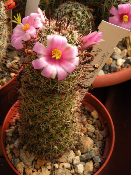 Mammillaria sinaloensis LAU 1141