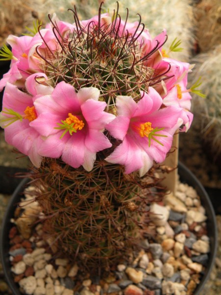 Mammillaria sinaloensis LAU 1141