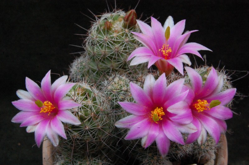 Mammillaria mazatlanensis ssp. patonii 