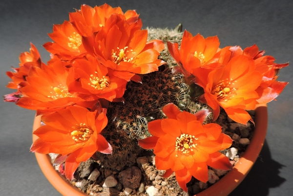 Rebutia steinmannii v. costata R71