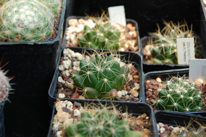 Mammillaria paulii 